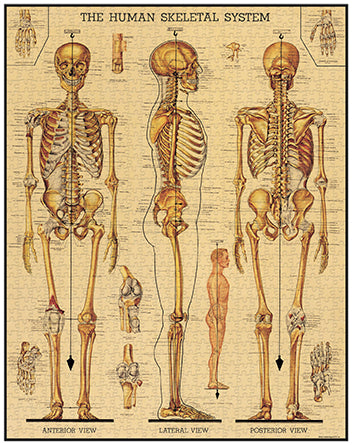 Vintage Jigsaw Puzzle: Skeletal System