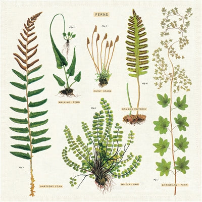 Fern Vintage Napkins